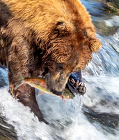 Alaska & Bear Camp 2019