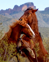 Wild Horses, Salt River AZ